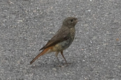 Phoenicurus phoenicurus