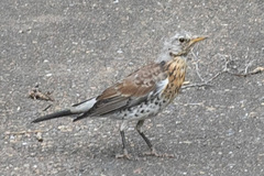 Turdus pilaris