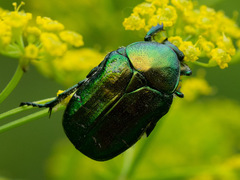 Cetonia aurata