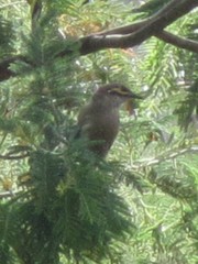 Caligavis chrysops chrysops