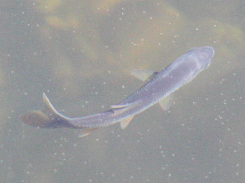Notemigonus crysoleucas