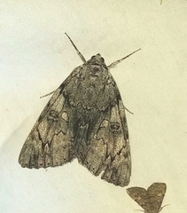 Catocala blandula