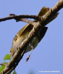 Nicator chloris