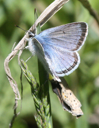 Greenish Blue photo 4