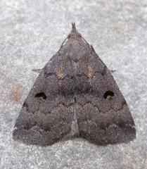 Phalaenostola hanhami