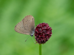 Phengaris nausithous