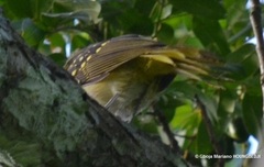 Nicator chloris