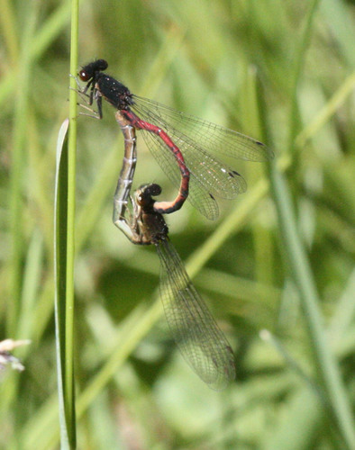 Western Red Damsel photo 3