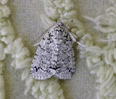 Blenina lichenopa