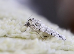 Blenina lichenopa