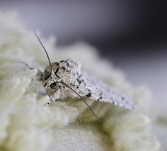 Blenina lichenopa