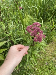 Eupatorium cannabinum