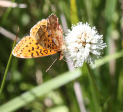 Boloria epithore