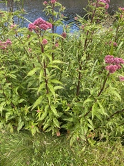 Eupatorium cannabinum