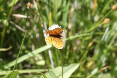 Boloria epithore