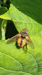 Tachina fera