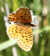 Boloria epithore