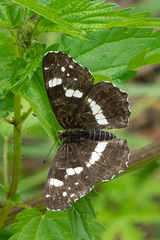 Araschnia levana