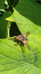 Tachina fera