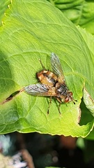 Tachina fera