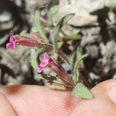 Erythranthe breweri
