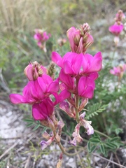 Hedysarum ucrainicum