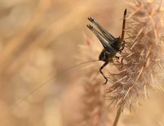 Antaxius spinibrachius