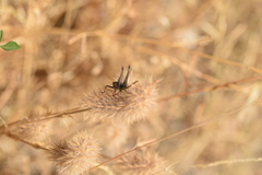 Antaxius spinibrachius