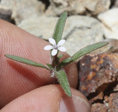 Collomia tinctoria
