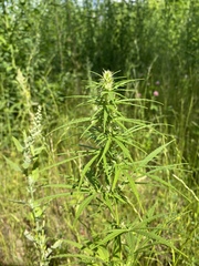 Cannabis sativa spontanea