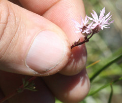 Lithophragma glabrum