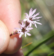 Lithophragma glabrum