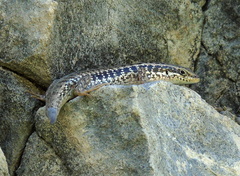 Heremites auratus