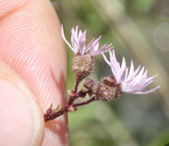 Lithophragma glabrum