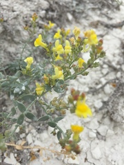 Linaria cretacea