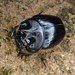 Onthophagus pentacanthus - Photo (c) Mark Hura,  זכויות יוצרים חלקיות (CC BY-NC), הועלה על ידי Mark Hura