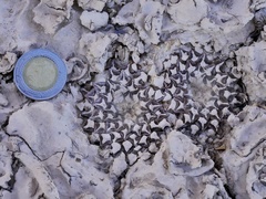 Ariocarpus kotschoubeyanus