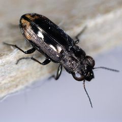 Notiophilus quadripunctatus