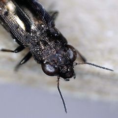 Notiophilus quadripunctatus