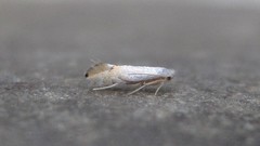 Phyllonorycter clemensella