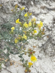 Linaria cretacea