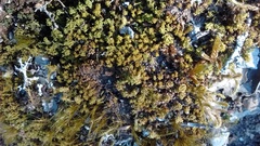 Tortella squarrosa