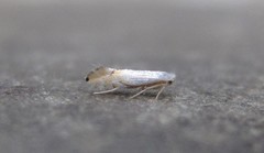 Phyllonorycter clemensella