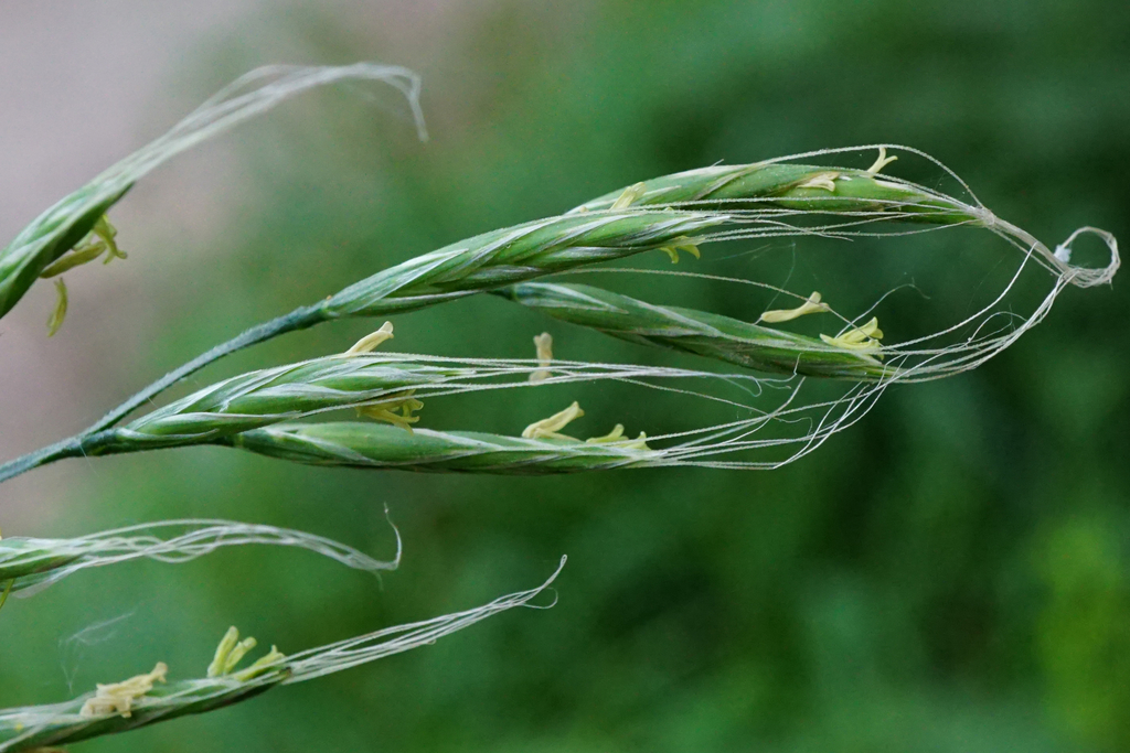 Giant Fescue