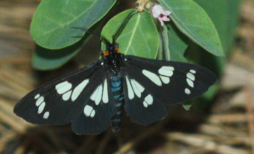 Wild Forget-me-not Moth photo 3