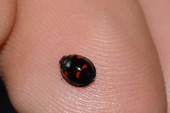 Exochomus quadripustulatus