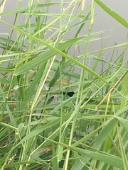 Calopteryx splendens