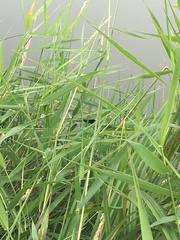 Calopteryx splendens