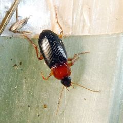 Calathus melanocephalus