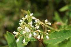 Apocynum × floribundum